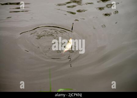 Poisson de Roach étant pris et tiré hors de l'eau. Pêche, pêche. Banque D'Images