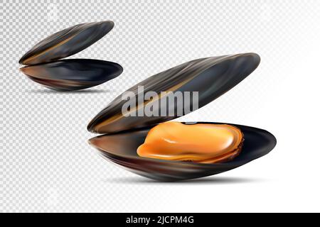 Ensemble réaliste de 3D moules noires détaillées vue ouverte. Coquillage de moules. Fruits de mer frais et délicieux pour le restaurant. Illustration vectorielle de Mussel Illustration de Vecteur