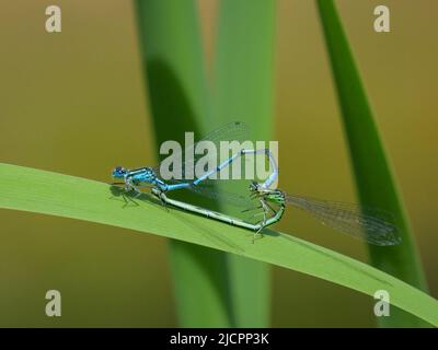 Deux damides azures (Coenagrion puella) se reposant sur une feuille verte, jour ensoleillé en été (Vienne, Autriche) Banque D'Images