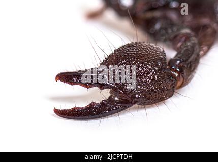 Griffe d'un scorpion Empereur juvénile, Pandinus imperméable, isolée Banque D'Images