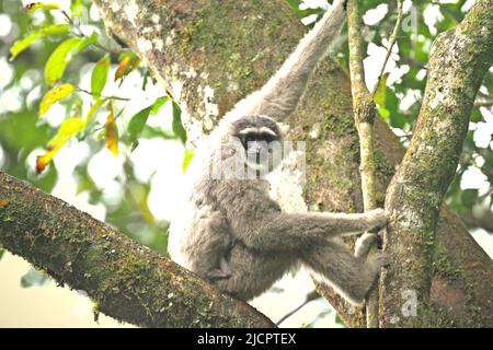 Portrait d'une femelle de gibbon Javan (Hylobates moloch, gibbon argenté) transportant un nourrisson dans le parc national Gunung Halimun Salak, à Java Ouest, en Indonésie. Banque D'Images