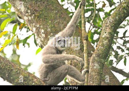 Portrait d'une femelle de gibbon Javan (Hylobates moloch, gibbon argenté) transportant un nourrisson dans le parc national Gunung Halimun Salak, à Java Ouest, en Indonésie. Banque D'Images