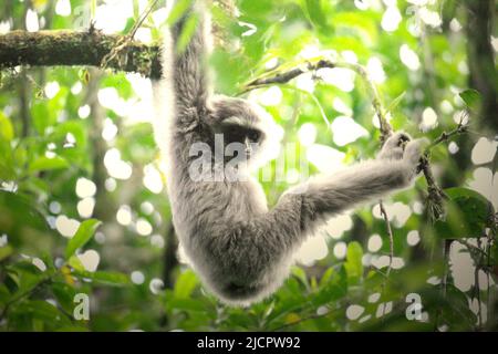 Un gibbon Javan (Hylobates moloch, gibbon argenté) juvénile dans le parc national de Gunung Halimun Salak, à Java-Ouest, en Indonésie. Banque D'Images