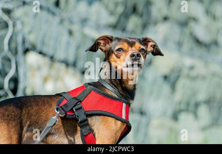 Petit chien de Pinscher sur une promenade. Mise au point sélective. Banque D'Images