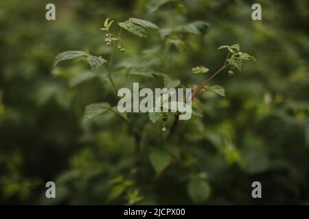 Feuilles de framboise en gros plan. Framboises en été dans le jardin sans baies Banque D'Images