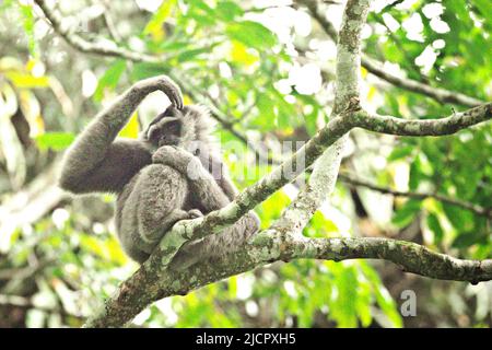 Portrait d'un gibbon Javan (Hylobates moloch, gibbon argenté) dans le parc national Gunung Halimun Salak à Java Ouest, Indonésie. Banque D'Images