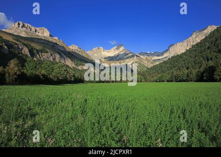France, Drôme lus-la-Croix-haute, vallon de la Jarjatte, la tête du Lauzon, région naturelle de France du pays du Buëch Banque D'Images