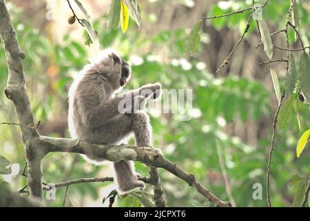 Portrait d'un gibbon Javan (Hylobates moloch, gibbon argenté) dans le parc national Gunung Halimun Salak à Java Ouest, Indonésie. Banque D'Images