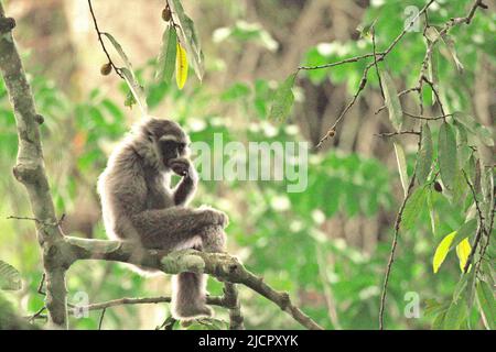 Portrait d'un gibbon Javan (Hylobates moloch, gibbon argenté) dans le parc national Gunung Halimun Salak à Java Ouest, Indonésie. Banque D'Images