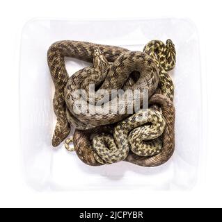 Vue de haut en haut sur le serpent d'eau Viperine dans une boîte de transport, Natrix maura, serpent non venimeux et semi-aquatique, isolé sur blanc Banque D'Images
