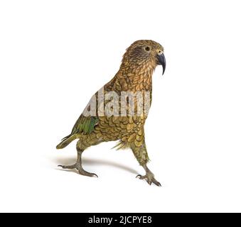 Kea oiseau waliking, Nestor notabilis, ou perroquet alpin, isolé sur blanc Banque D'Images