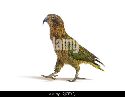 Kea oiseau waliking, Nestor notabilis, ou perroquet alpin, isolé sur blanc Banque D'Images