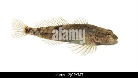 Vue latérale le strébre du Rhône, l'asper de zingel, le poisson d'eau douce, isolé sur blanc Banque D'Images