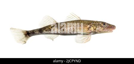 Vue latérale le strébre du Rhône, l'asper de zingel, le poisson d'eau douce, isolé sur blanc Banque D'Images