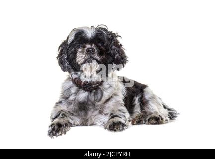 Chien Shih tzu noir et gris couché et regardant l'appareil photo, isolé sur blanc Banque D'Images