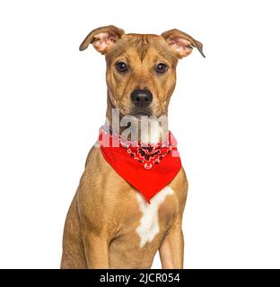 Portrait du terrier américain du Staffordshire portant un foulard pour chien, isolé sur du blanc Banque D'Images