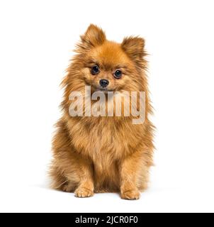 Chien rouge de Poméranie assis devant, isolé sur blanc Banque D'Images