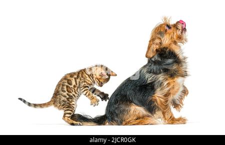 Chaton Bengale jouant et surprenant un chien par son dos, isolé Banque D'Images