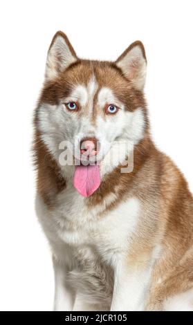 Portrait d'un Husky sibérien rouge et blanc, isolé sur blanc Banque D'Images