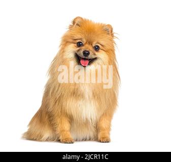 Chien rouge de Poméranie se panant et assis devant, isolé sur blanc Banque D'Images