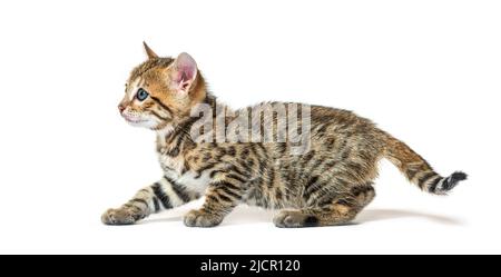 Chaton de chat Bengale, âgé de six semaines, isolé sur blanc Banque D'Images