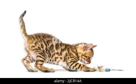 Chaton bengale de six semaines jouant avec des plumes jouet chat, isolé sur blanc Banque D'Images