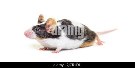 Souris fantaisie - Mus musculus domestica, isolé sur blanc Banque D'Images