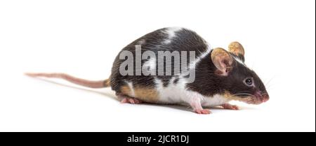 Souris fantaisie - Mus musculus domestica, isolé sur blanc Banque D'Images