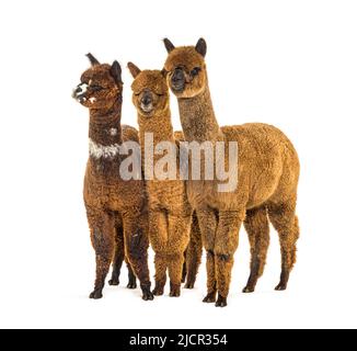 Groupe de plusieurs couleurs différentes alpaga dans une rangée - Lama pacos Banque D'Images