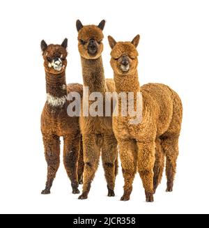 Groupe de plusieurs couleurs différentes alpaga dans une rangée - Lama pacos Banque D'Images