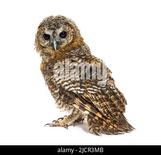 Vue arrière d'un hibou de Tawny d'un mois, Strix aluco, isolé Banque D'Images