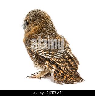 Vue arrière d'un hibou de Tawny d'un mois, Strix aluco, isolé Banque D'Images