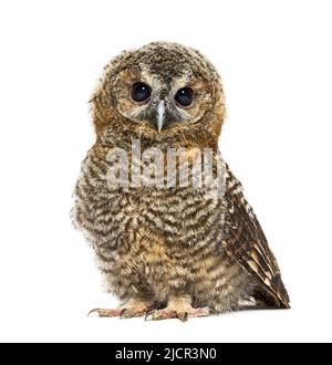 Tawny Owl d'un mois regardant la caméra, Strix aluco, isolé Banque D'Images