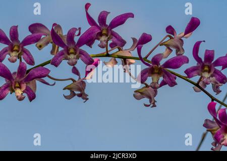 Les fleurs d'orchidées de Dendrobium fleurissent, pour la décoration de jardin dans la cour Banque D'Images