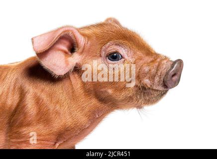 Portrait en gros plan d'une jeune tête de porc (race mixte), isolée Banque D'Images