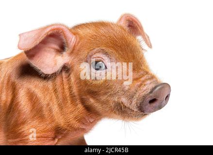 Portrait en gros plan d'une jeune tête de porc (race mixte), isolée Banque D'Images