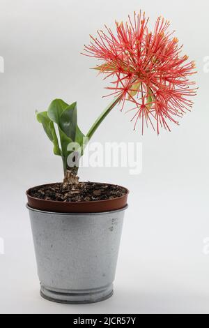 Résultat de l'empilement de la mise au point de la fleur de scarlet étonnante – Scadoxus multiflorus. Plante bulbeuse avec des fleurs de écarlate et des feuilles vertes. Banque D'Images