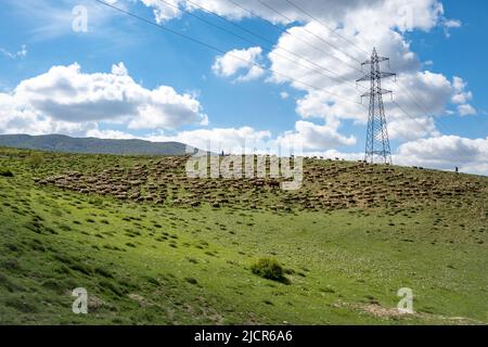 Les païens conduisent un troupeau de moutons sur le pâturage vert près de Gaziantep, Türkiye. Banque D'Images