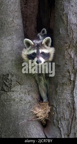 Haut dans un cravice d'arbre vit une famille de ratons laveurs. La mère vérifie simplement qu'il n'y a pas de danger. Par la suite, elle a chassé. Banque D'Images