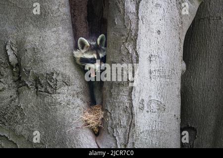 Haut dans un cravice d'arbre vit une famille de ratons laveurs. La mère vérifie simplement qu'il n'y a pas de danger. Par la suite, elle a chassé. Banque D'Images