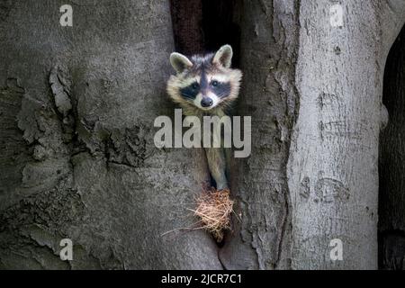 Haut dans un cravice d'arbre vit une famille de ratons laveurs. La mère vérifie simplement qu'il n'y a pas de danger. Par la suite, elle a chassé. Banque D'Images