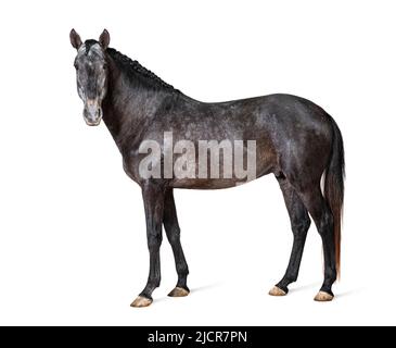 Profil Lusitano, cheval portugais, isolé sur blanc Banque D'Images