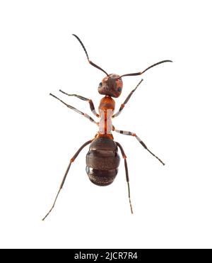 Fourmi de bois rouge - Formica rufa ou fourmi de bois du sud, isolé sur blanc Banque D'Images