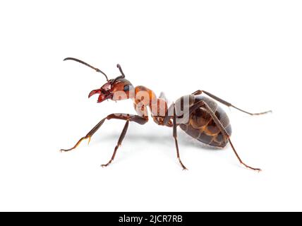 Fourmi de bois rouge - Formica rufa ou fourmi de bois du sud, isolé sur blanc Banque D'Images