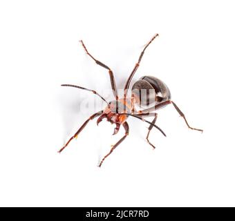 Fourmi de bois rouge - Formica rufa ou fourmi de bois du sud, isolé sur blanc Banque D'Images