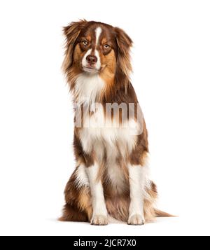 Tricolore rouge jeune chien de berger australien d'un an, regardant l'appareil photo, isolé sur blanc Banque D'Images