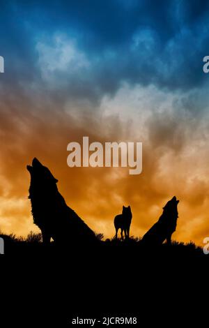 lot de trois loups, deux hurlements Banque D'Images