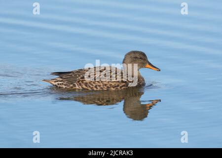 Gadwall (Mareca strespera), femelle sur l'eau. Allemagne Banque D'Images