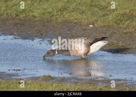 Brent Goose (Branta bernicla). Boisson adulte. Allemagne. Banque D'Images