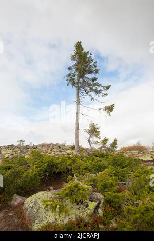 Old Tjikko est une épinette de Norvège de 9 550 ans (Picea abies). À l'origine, le vieux Tjikko s'est fait connaître comme « l'arbre le plus ancien du monde ». C'est, cependant, un arbre clonal qui a régénéré de nouveaux troncs, branches et racines pendant des millénaires plutôt qu'un arbre individuel de grand âge. Dlarna, Suède Banque D'Images
